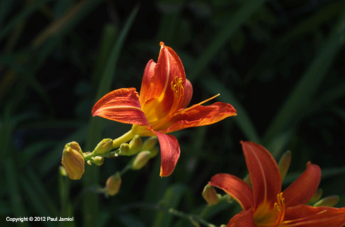 daylily